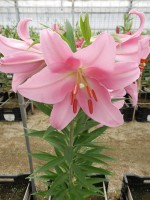 [4533 VH09 Grosseto No02.JPG]